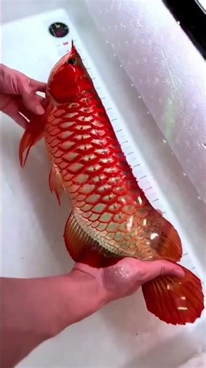 Why Are Arowana Fish So Expensive #arowana