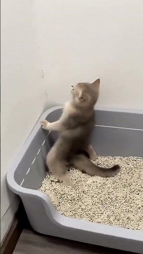 Does your cat poop like this too? #animation #funny #cat #pets #cute
