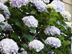 Pruning Tips For Your Garden  - Bunnings Australia