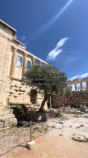 Athena's Gift: The First Olive Tree of Athens