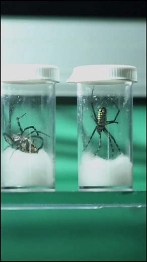 Ants vs. Spiders (Part 2) #ScienceFair #NatureVibes #petsoftiktok #petstory #minivlog #tiktokanimals #natureathome #voiceover #petlife #petvlog #fyp