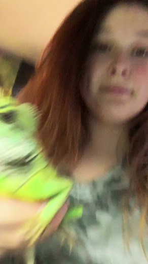 Upgrade Chinese Water Dragon Grow Tent Setup