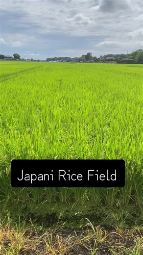 Japani rice fields #japan #rice #views #harvest #farmer