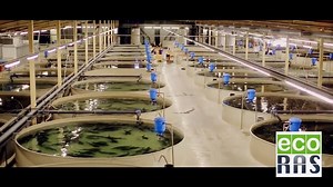 Recirculation Systems for Aquaculture (RAS) with FFAZ Automatic Feeding Systems video by ECO-RAS Automatic Fish Feeder / Automatic Live Brine Shrimp Feeder (Artemia) . © ECO-RAS http://www.eco-ras.com/en | For The Love of Fish