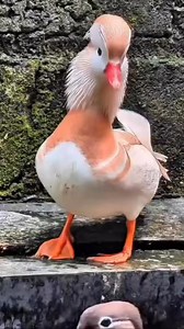 24K views · 1.3K reactions | 閭 " Canard mandarin " | Extraordinaire Nature | Facebook