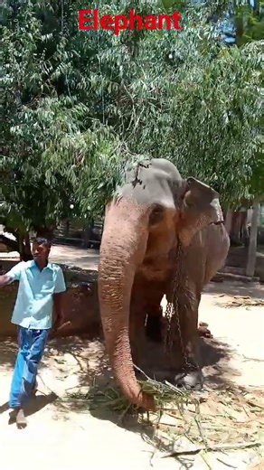 elephant 😧. #micro #nature #charliechaplin