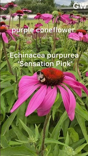 Beautiful Purple Coneflower #garden #flowerpower #flowers #gardening #blooming #nature #plants