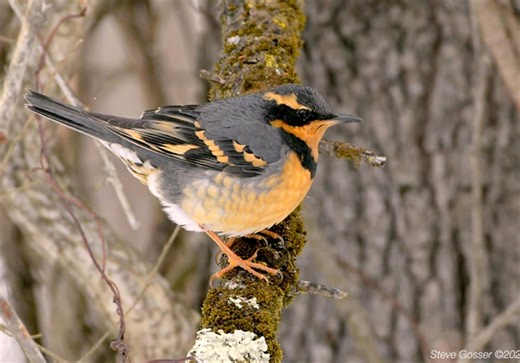 A rare cousin of the American robin thrills watchers at Butler County Game Lands