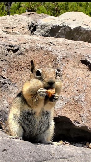 The Donkey Eating Lunch
