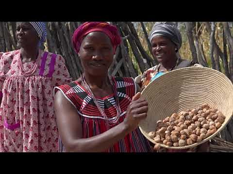 Marula value chains in northern Namibia