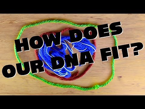 How We Fit 2 Meters of DNA in Our Cells!