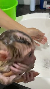 Smallest Bathing in bathroom #cute #baby #babymonkey #monkey #animal | Entertainment