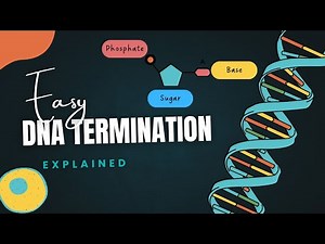 DNA Termination Detailed & Easy Explanation | Steps, Mechanism, Proteins & Easy Tricks | Replication