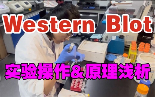 【干货】Western Blot/磷酸化WB实验操作及原理浅析（1）蛋白提取｜Bradford测蛋白浓度｜调蛋白浓度｜制胶｜SDS聚丙烯酰胺凝胶电泳