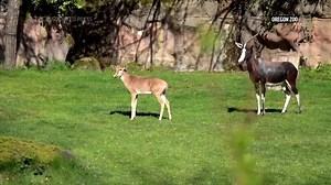 Rare baby bontebok antelope makes Oregon Zoo debut