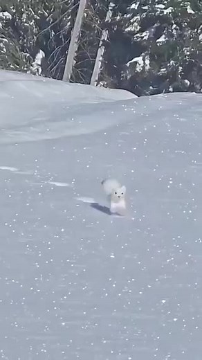Understanding Stoats: Behavior, Habitat, and Videos