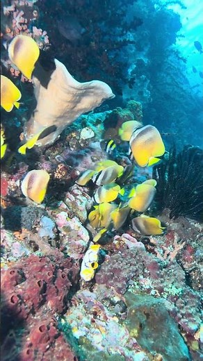 Using Underwater Close-up, Wide angle & macro lenses with your Smartphone and the SeaLife SportDiver