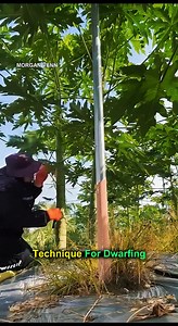 Technique for Dwarfing Papaya Plants 🌱🍈 #FarmingTech #PapayaGrowing #CropTips #BackyardFarming #GrowSmart #SmartFarming | Morgan Venn