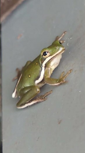 Green Tree Frog searches, jumps
