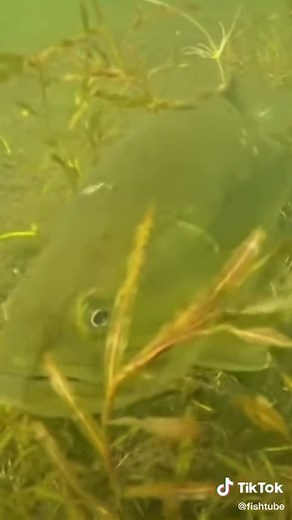 Understanding Bass Vision: The Best Colors Revealed