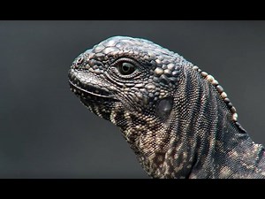 Iguana vs Snakes Adjectives- Planet Earth II