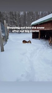 Our animals are cared for year long by our zoo staff. Snow is just part of the fun in Maine. #yorksanimals #yorkswildkingdom #yorkzoo | York's Wild Kingdom Maine's Favorite Zoo & Amusement Park