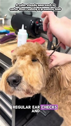 Massive Hair Build Up Removed From Dog's Ear