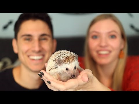 We Got A Pet Hedgehog!