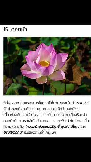ความหมายของดอกบัวในความรัก