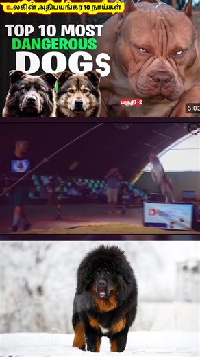 Kutty_Facts_Tamil_2.0 on Instagram: "🔥 உலகின் அதிபயங்கர 10 நாய்கள் பகுதி -2"