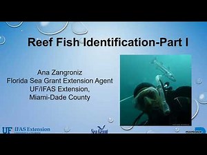 Reef Fish Identification Part One of Two