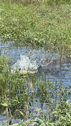 3.1K views | Unexpected huge snakehead caught in beginner hand #tamilsnakeheadanglerofficial #fishing #fishingvideos #snakehead | Tamil Snakehead Angler Official | Facebook