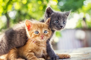 Free Cat, Kitten Adoptions In Anne Arundel