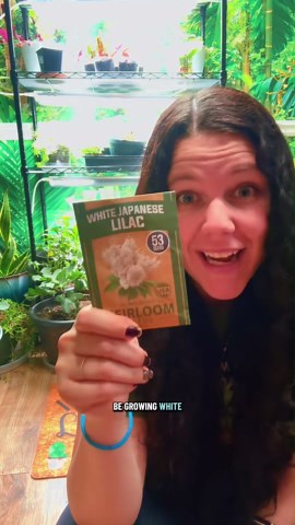 How to start Japanese lilac indoors the right way
