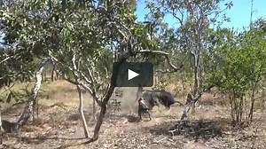 Hogs Dogs Quads 7 - Boars and Barra