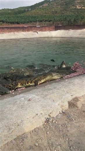 How crocodiles are raised on farms #shorts #crocodiles