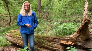 Polyporus squamosus, commonly referred to as Dryad’s Saddle, grows in overlapping clusters. (A dryad is a mythical wood-nymph.) The fruit bodies appear during April and May. The name Polyporus means ‘having many pores’, and these fungi do have tubes terminating in pores rather than gills. Squama is Latin for scale. The other common name, pheasant-back, originates from the feather-like scales on the surface of the fungus that look like the back of a pheasant. Fun fact #1: In Greek mythology, drya