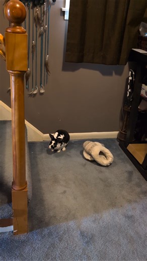 Oreo is a happy Mini Rex #bunny #rabbit #minirex