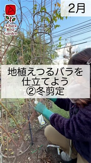 相原バラ園 on Instagram: "「半つる性を仕立てよう」 ～カーディナル・ド・リシュリュー～ 枝の選び方がだんだんと細かいところにフォーカスを当ててきています🍌🧐 枝を残すか問題、絶対にいらなそうなのから切っていくと段々見えてきます👍 バラの育て方はＨＰのこちらもご参照くださいね https://www.i-rose.net/user_data/method #相原バラ園#バラ#愛媛県松山市#バラ好きとつながりたい#ガーデニング いつもご覧いただきありがとうございます。 コメントお待ちしてます。 現在インスタでのメッセージ、DMでのやり取りは致しておりません。 ご質問や気になる植物などがありましたら、お手数ですがお店までご連絡をお願い致します。"