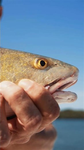Virtually silent trolling from the Power-Pole MOVE! Mike Mahoney | #PowerPole #redfishfishing