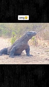 Witness the stealthy hunt as a Komodo dragon pursues a goat in the wild! #animals #viral #foryou #Trending #everyone | Tribeni Online