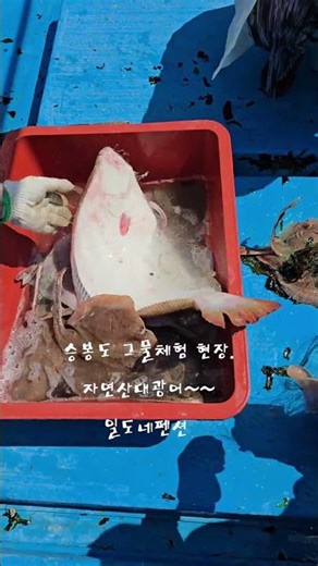 #승봉도 #승봉도여행 #그물체험 #광어 #자연산광어 #간재미 #배낚시 #바다체험 #인천섬여행 #주말여행 #힐링여행 #일도네펜션 #싱싱한회 #어촌체험