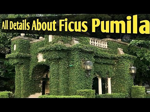 Ficus pumila/Wall creeper/Climbing fig vine/Ficus repens/Chipkali bel//Ficus pumila variegata/Care