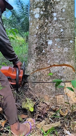 technique of hollowing out trees using a chainsaw #wood #tree