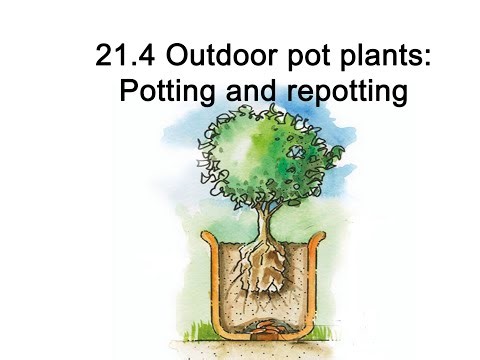 This is how you should pot or repot your outdoor pot plants
