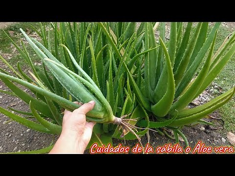 siembra y cuidados de tu planta de sábila o Áloe vera en maceta