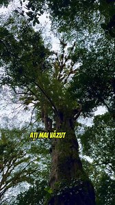 Incredibil ce am descoperit într-o pădure tropicală din Panama! Este sau nu spectaculos acest copac? 🌳 #panama #calatorii #vacanta #stiaica #1ancu1ghiozdan #vacante | 1Ancu1Ghiozdan