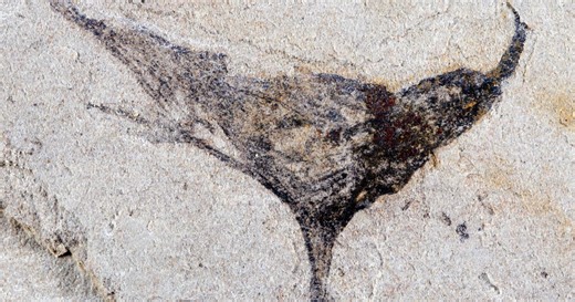 How we came to be: Scientists get first look at the evolution of early complex animals