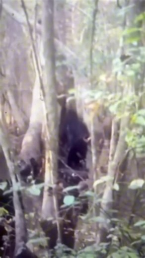 Cryptid filmed eating grubs out of a tree. | Cryptid University
