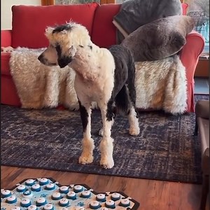 Bunny Predicts The Weather🌦 | Whataboutbunny